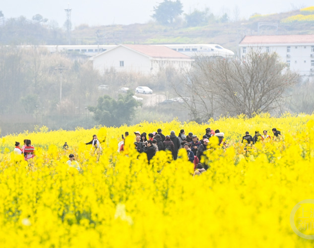 公司组织全体员工春游团建活动